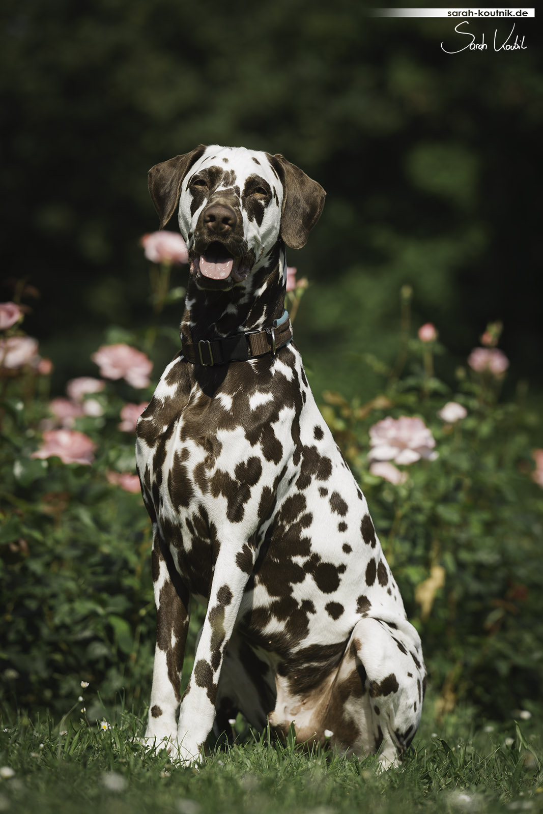 brauner Dalmatiner Bentley, Portrait vor rosa Rosen | Hundefotografie München