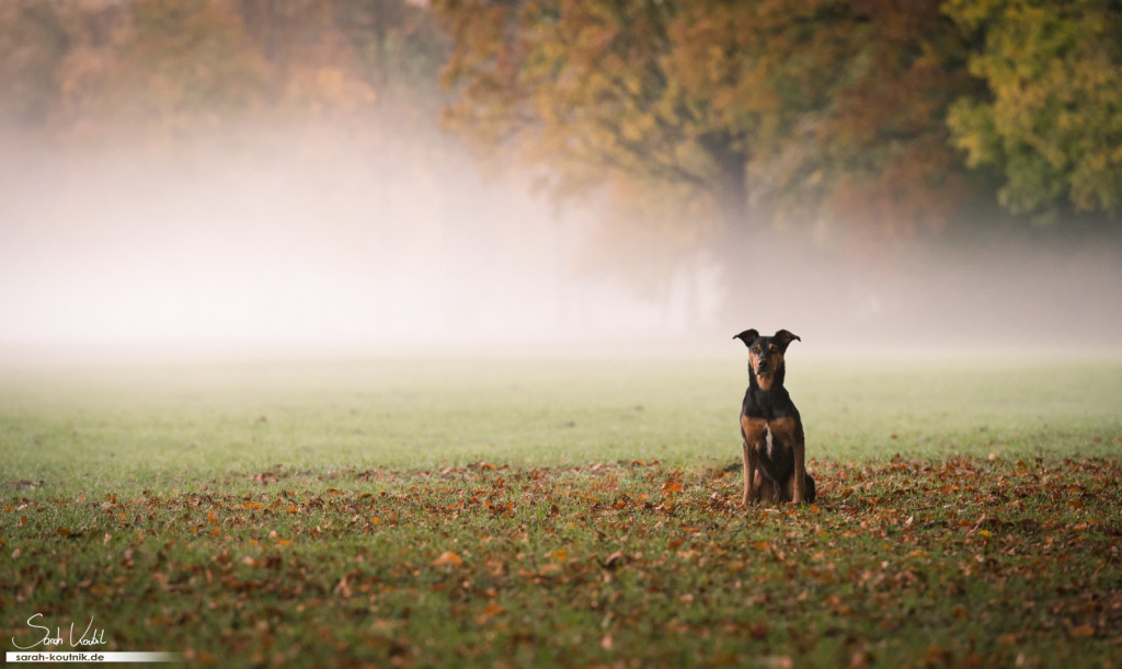 Mischlingsrüde Jesko im Morgennebel, Gegenlicht der aufgehenden Sonne | Hundefotografie München