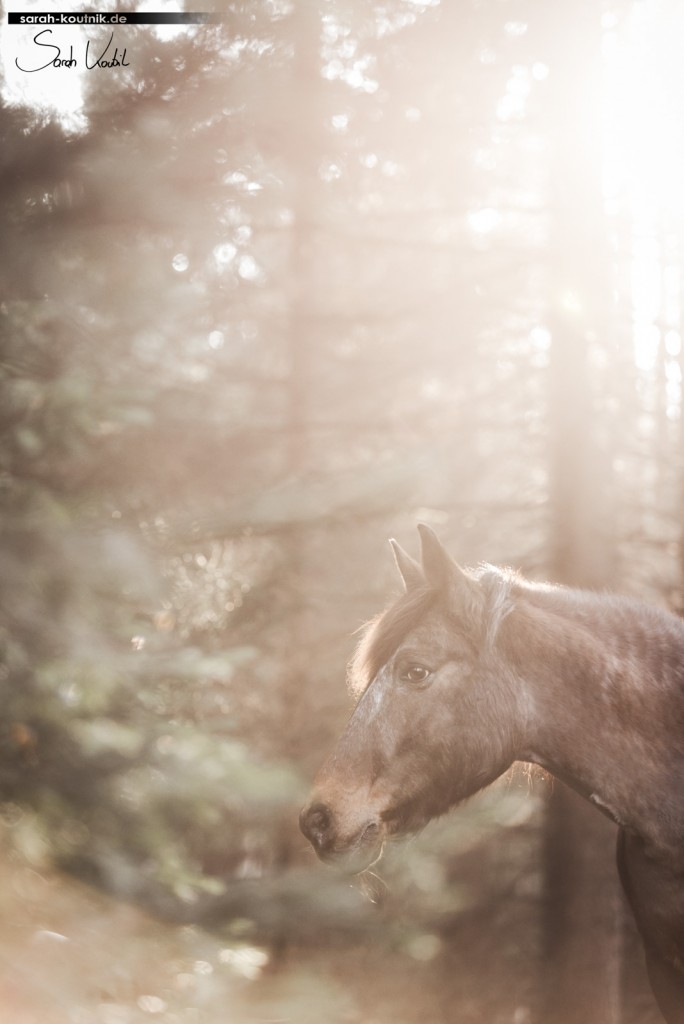 Träume und Prioritäten | Pferdefotografie München | Sarah Koutnik Fotografie