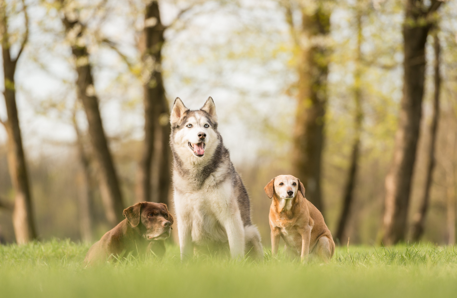 Rudelshooting Hundefotografie München im Frühling