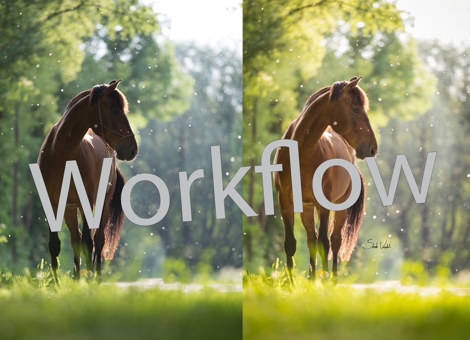 Sarah Koutnik Fotografie | Pferdefotografie München | Tipps und Tricks | Workflow Sommerschnee | Workflow Beitragsbild