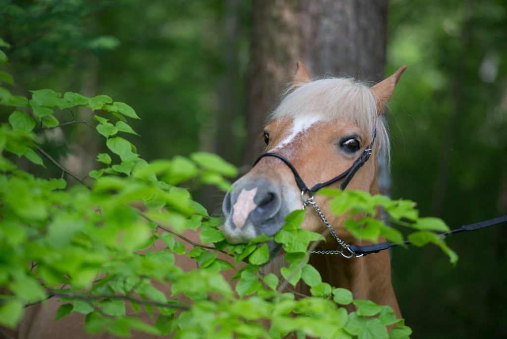 Hilfe, mein Tier benimmt sich nicht | Dekoration auffressen | Pferdefotografie | München | Sarah Koutnik Fotografie