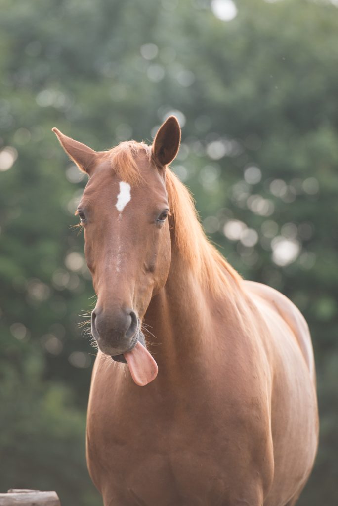 Hilfe, mein Tier benimmt sich nicht | Zunge zeigen | Pferdefotografie | München | Sarah Koutnik Fotografie