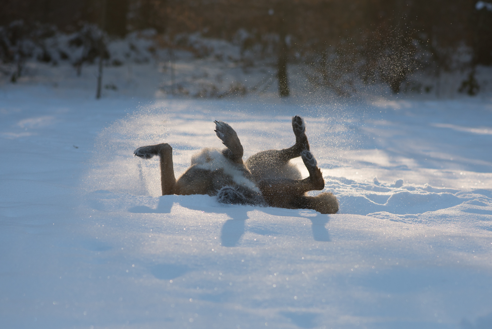 Hilfe, mein Tier benimmt sich nicht | lieber im Schnee wälzen | Hundefotografie | München | Sarah Koutnik Fotografie