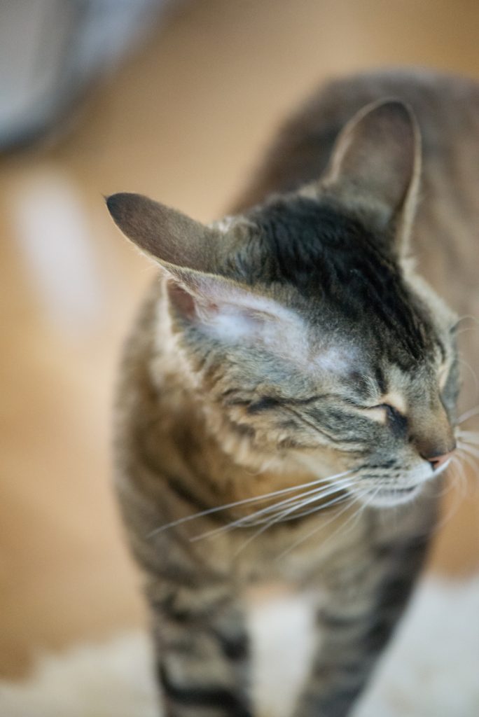 Hilfe, mein Tier benimmt sich nicht | keine Lust | Katzenfotografie | München | Sarah Koutnik Fotografie