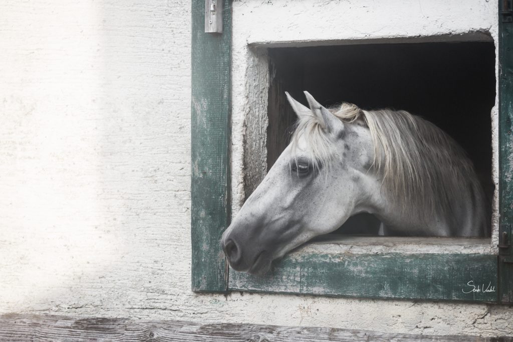 Pferd schaut aus Box | Pferdefotoshooting | Pferdefotografie | Bayern | gratis Fotokurs | einfach bessere Fotos machen | Motive einrahmen