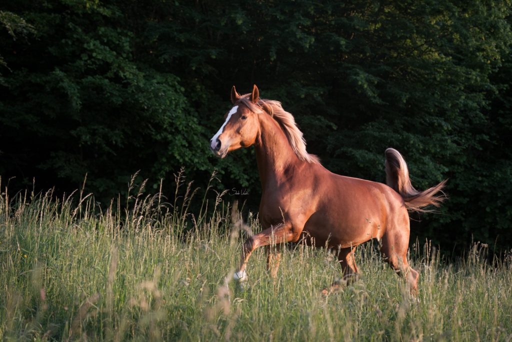 Lichtfuchs Stute | Pferdefotoshooting | Sarah Koutnik Fotografie | Pferdefotografie München