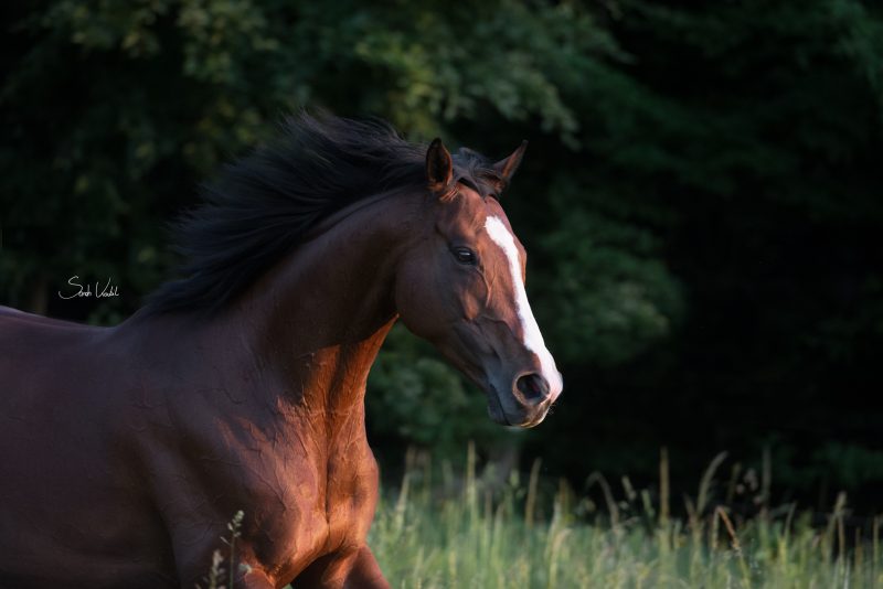 Braune Stute mit Blesse | Pferdefotoshooting | Sarah Koutnik Fotografie | Pferdefotografie München