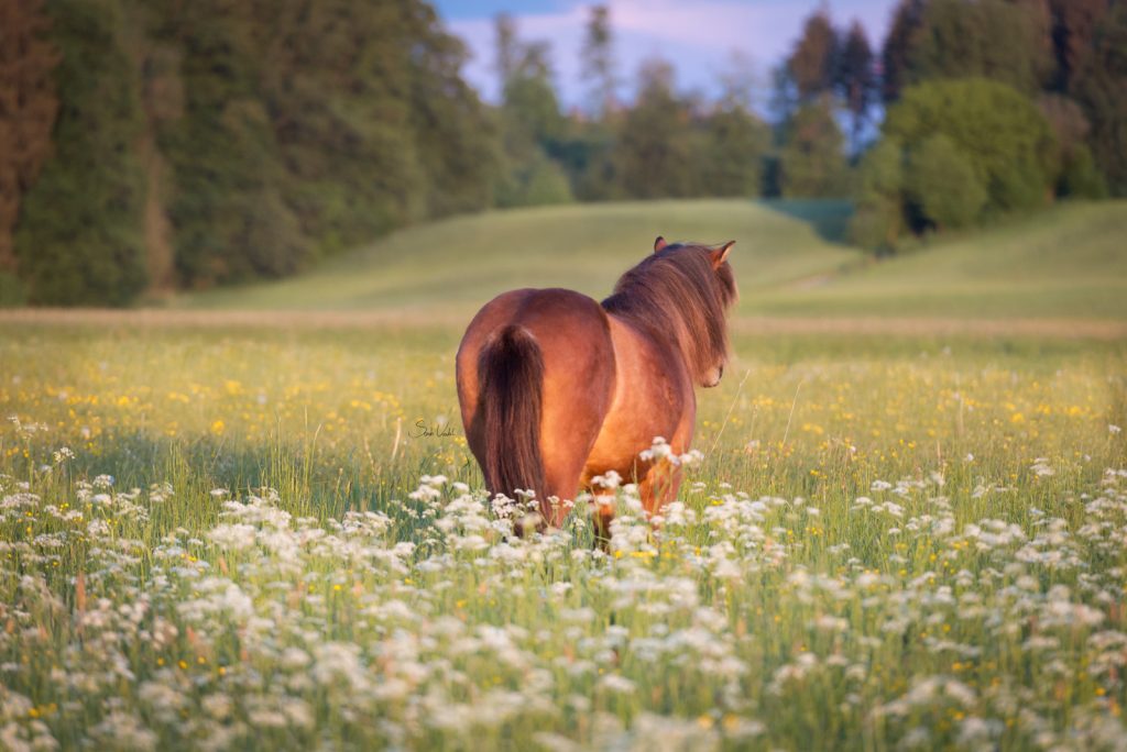 Pferdefotoshooting Sonnenaufgang | Islandpferd | Sarah Koutnik Fotografie | Pferdefotografie München Starnberg |