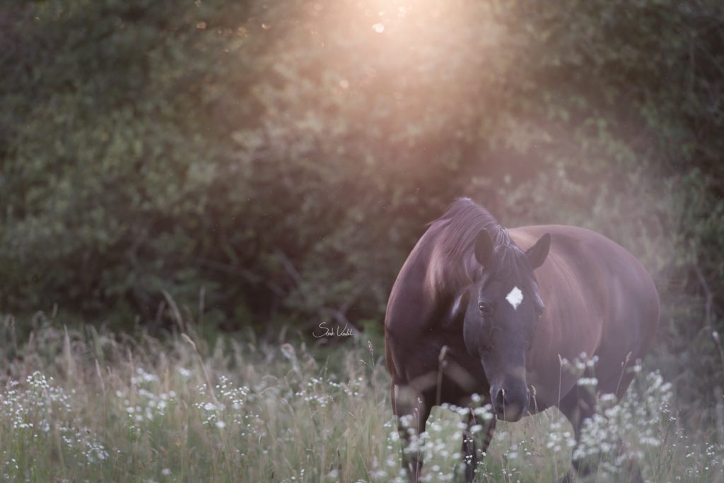 Stute Highlight in der Abendsonne | Pferdefotografie | München Starnberg | Sarah Koutnik Fotografie | Blogbeitrag gutes Foto