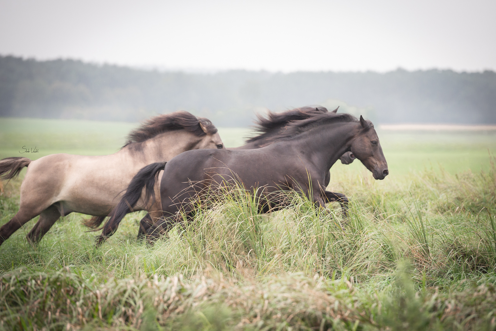 Pferdefotoshooting in Ingolstadt | Dülmener Wildpferde | Deutsches Reitpony | Rappe | Falbe | Sarah Koutnik Fotografie